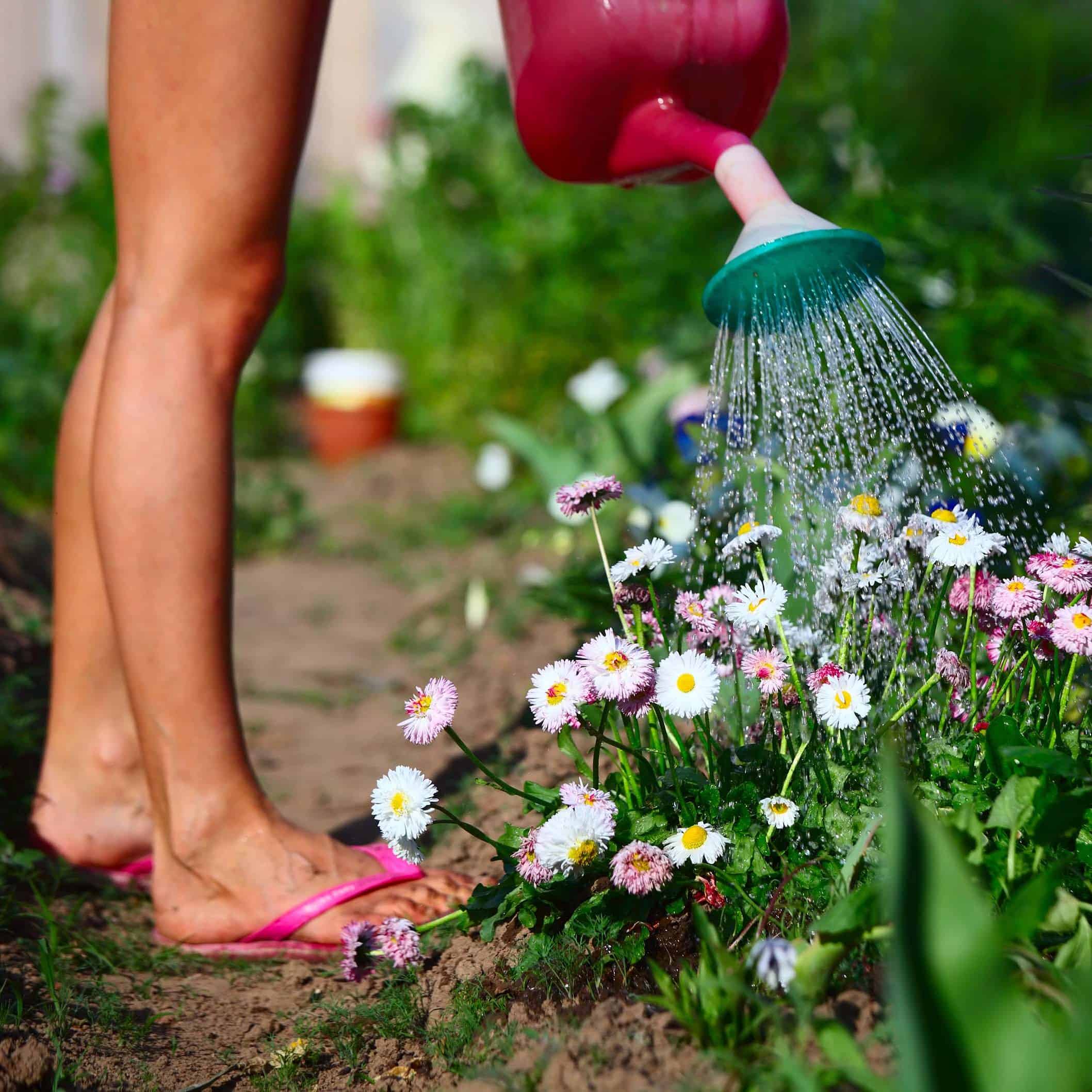Evergreen-Garden-Care-Summer